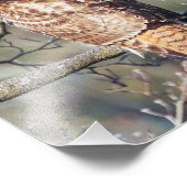 アカオタカ フォトプリント            (角)