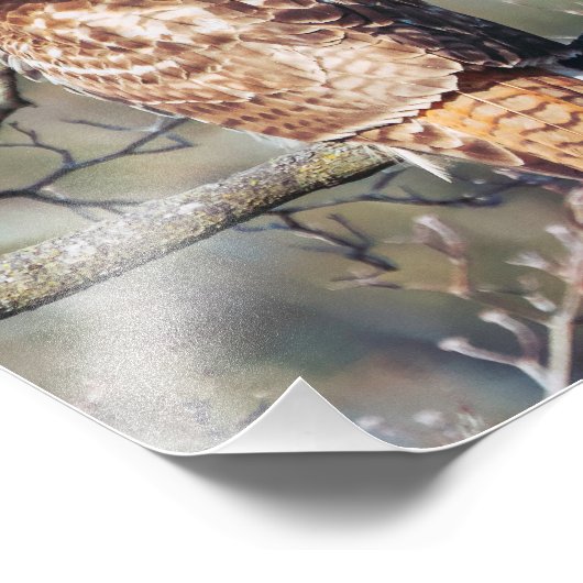 アカオタカ フォトプリント            (角)