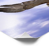 アカオタカ フォトプリント            (角)