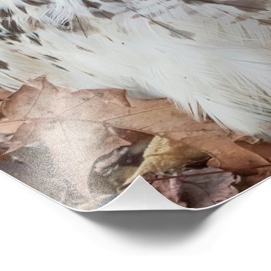 アカオタカ フォトプリント            (角)