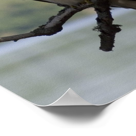 アカオタカ ポスター (角)