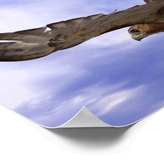 アカオタカ ポスター (角)