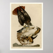 アカオタカ ポスター (正面)