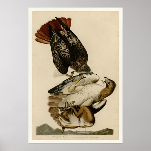 アカオタカ ポスター (正面)