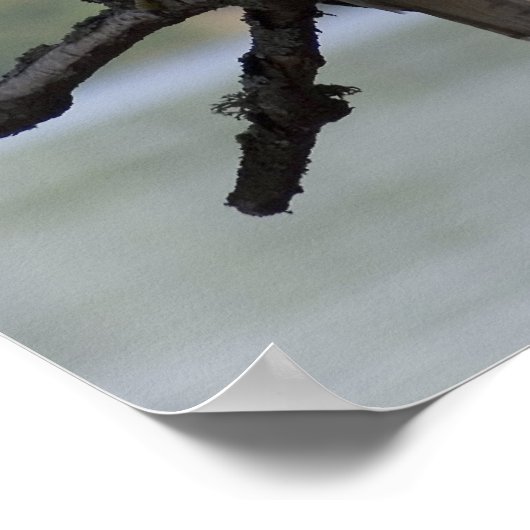 アカオタカ ポスター (角)