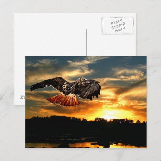 アカオタカ ポストカード (正面/裏面)