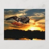 アカオタカ ポストカード (正面)