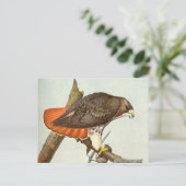 アカオタカ ポストカード (スタンド正面)