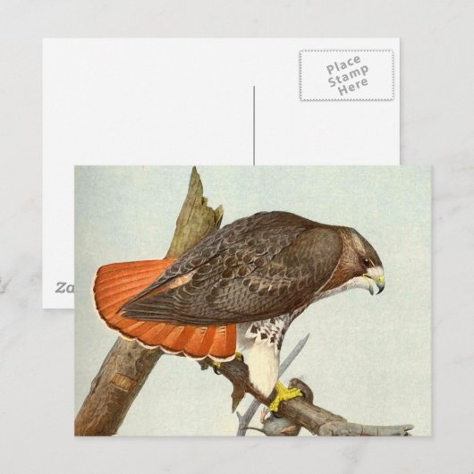 アカオタカ ポストカード (正面/裏面)