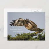 アカオタカ ポストカード (正面/裏面)