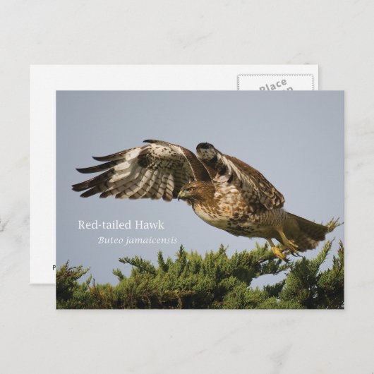 アカオタカ ポストカード (正面/裏面)