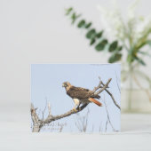 アカオタカ ポストカード (スタンド正面)