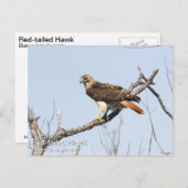 アカオタカ ポストカード (正面/裏面)