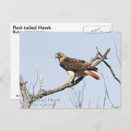 アカオタカ ポストカード (正面/裏面)