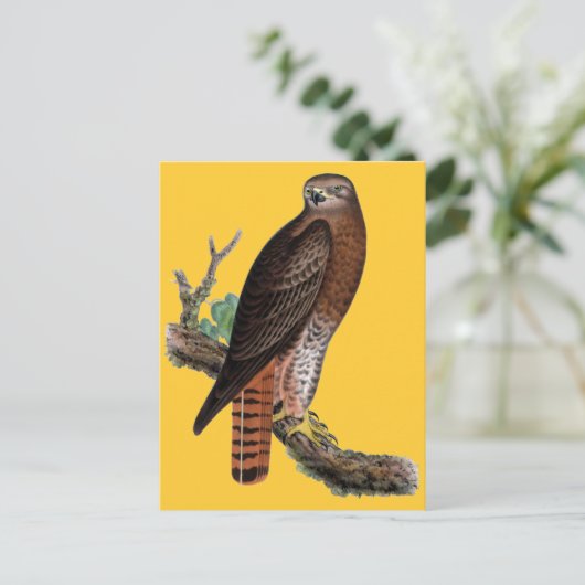 アカオタカ ポストカード (スタンド正面)