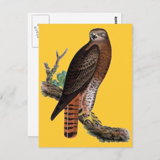 アカオタカ ポストカード (正面/裏面)