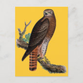 アカオタカ ポストカード (正面)