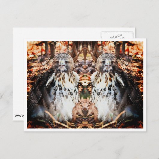 アカオタカ ポストカード (正面/裏面)