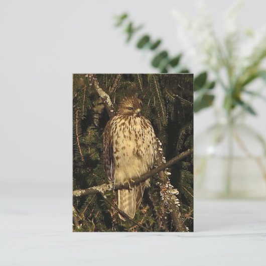 アカオタカ ポストカード (スタンド正面)