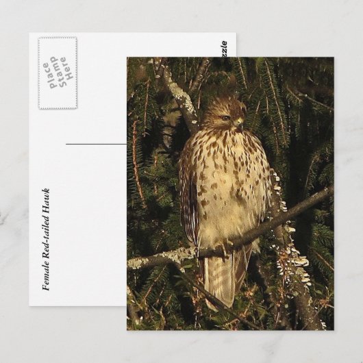 アカオタカ ポストカード (正面/裏面)