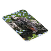 アカオタカ マグネット (右側)