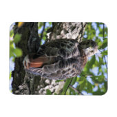 アカオタカ マグネット (横)