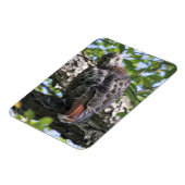 アカオタカ マグネット (左側)