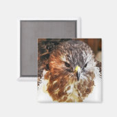 アカオタカ マグネット (正面/裏面)