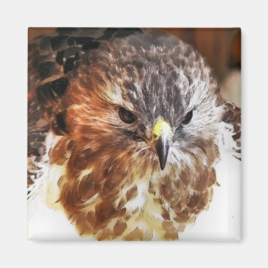 アカオタカ マグネット (正面)