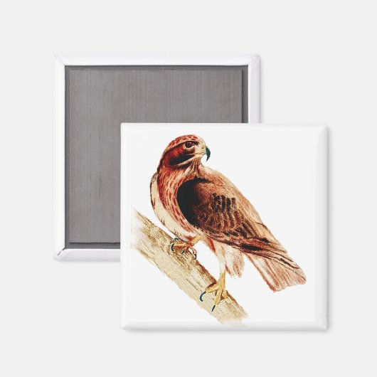 アカオタカ マグネット (正面/裏面)