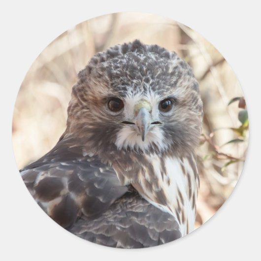 アカオタカ ラウンドシール (正面)