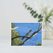 アカオニオオワシクイナ ポストカード (スタンド正面)