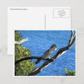 アカオニオオワシクイナ ポストカード (正面/裏面)