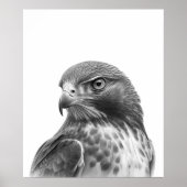 アカオノスリの鳥の肖像画 モノクロ ポスター (正面)