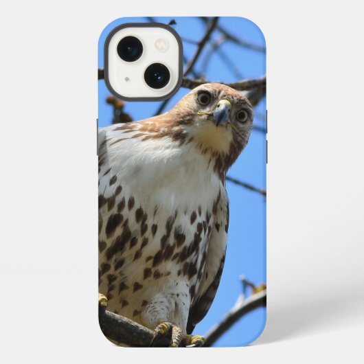 アカオノスリ、Apple iPhone 13 カバー (裏面)