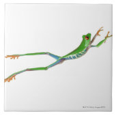 アカガエルのジャンプ タイル (正面)