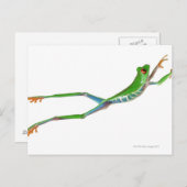 アカガエルのジャンプ ポストカード (正面/裏面)