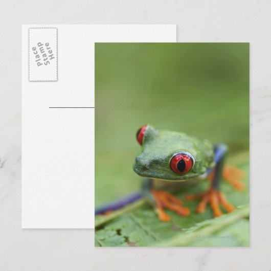 アカガエル(アカガエル) ポストカード (正面/裏面)