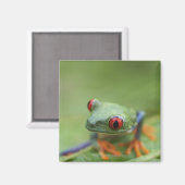 アカガエル（アカガエル） マグネット (正面/裏面)