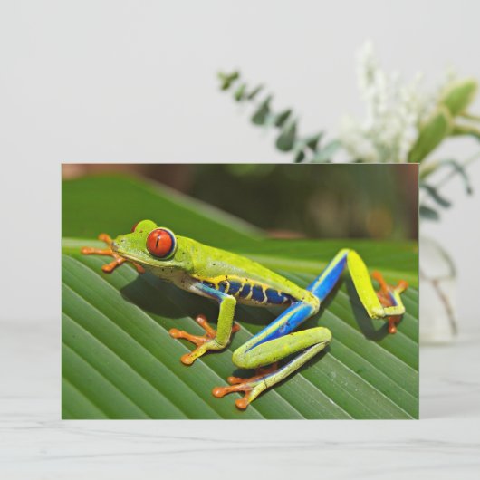 アカガエル カード (スタンド正面)