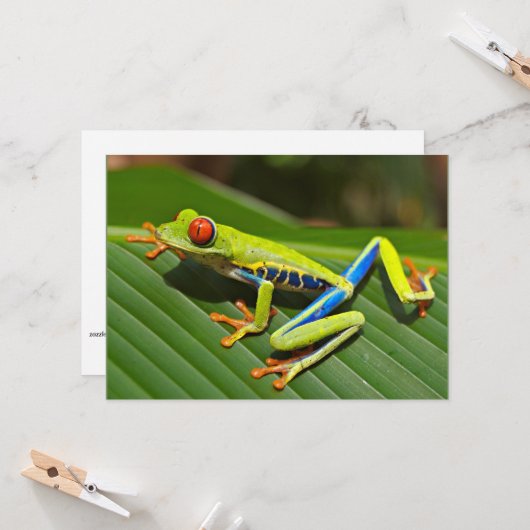 アカガエル カード (正面/裏面インサイチュ)