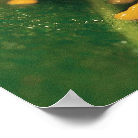 アカガエル ポスター (角)