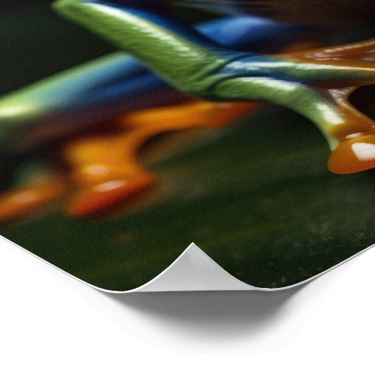 アカガエル ポスター (角)