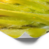 アカガエル ポスター (角)