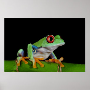 アカガエル ポスター