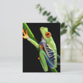 アカガエル ポストカード (スタンド正面)