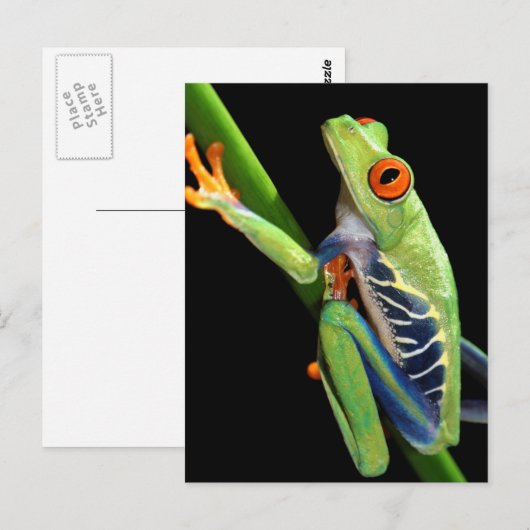 アカガエル ポストカード (正面/裏面)
