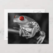 アカガエル ポストカード (正面/裏面)