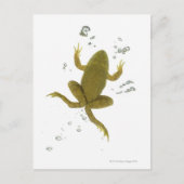 アカガエル ポストカード (正面)