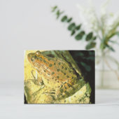 アカガエル ポストカード (スタンド正面)